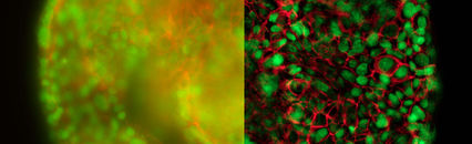 实时解码3D生物学*