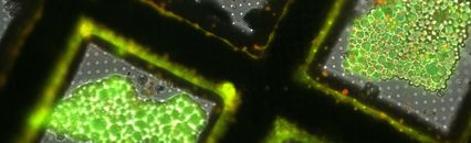 深入了解蜂窝结构生物学