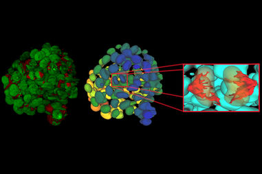图像分析使用Aivia基于单个时间点的延时记录的乳腺上皮微球培养在3D突出单个有丝分裂事件。数据由智能成像组提供(B. Eismann/C。康拉德在BioQuant/DKFZ海德堡)